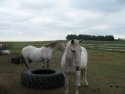 a few horses in barn yard