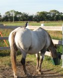 horse with pigeon on his hip