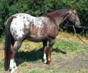 Appaloosa gelding