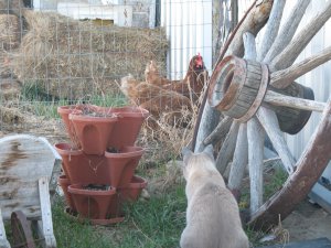 Shawdow watching chickens closely