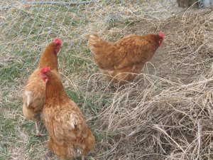 Our New Chickens!