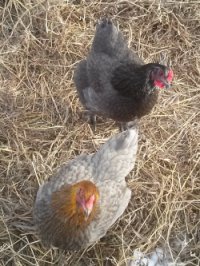 Chicklets both laying eggs now! Chicklets both laying eggs now!