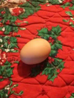 Christams Day Egg Christams Day Egg