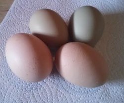 First 4 egg day! First 4 egg day!