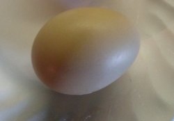 First Chicklet Egg! First Chicklet Egg!