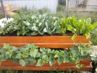 cucumbers growing in the picnic table garden