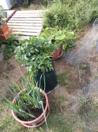 Garden Containers