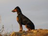 Parker watching over our property - 6 months old