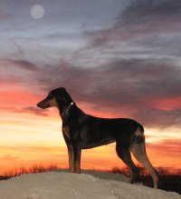 Our favorite picture of Parker - at sunset when she was 6 months old