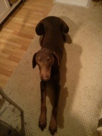 Roux laying in kitchen