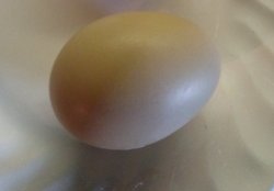 First Chicklet Egg!